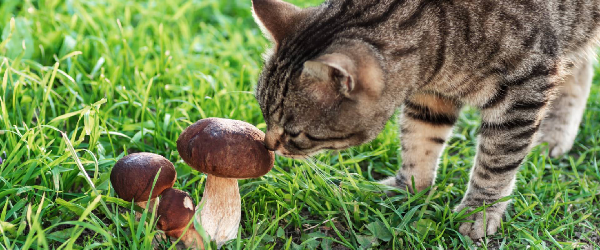 are mushrooms safe for cats