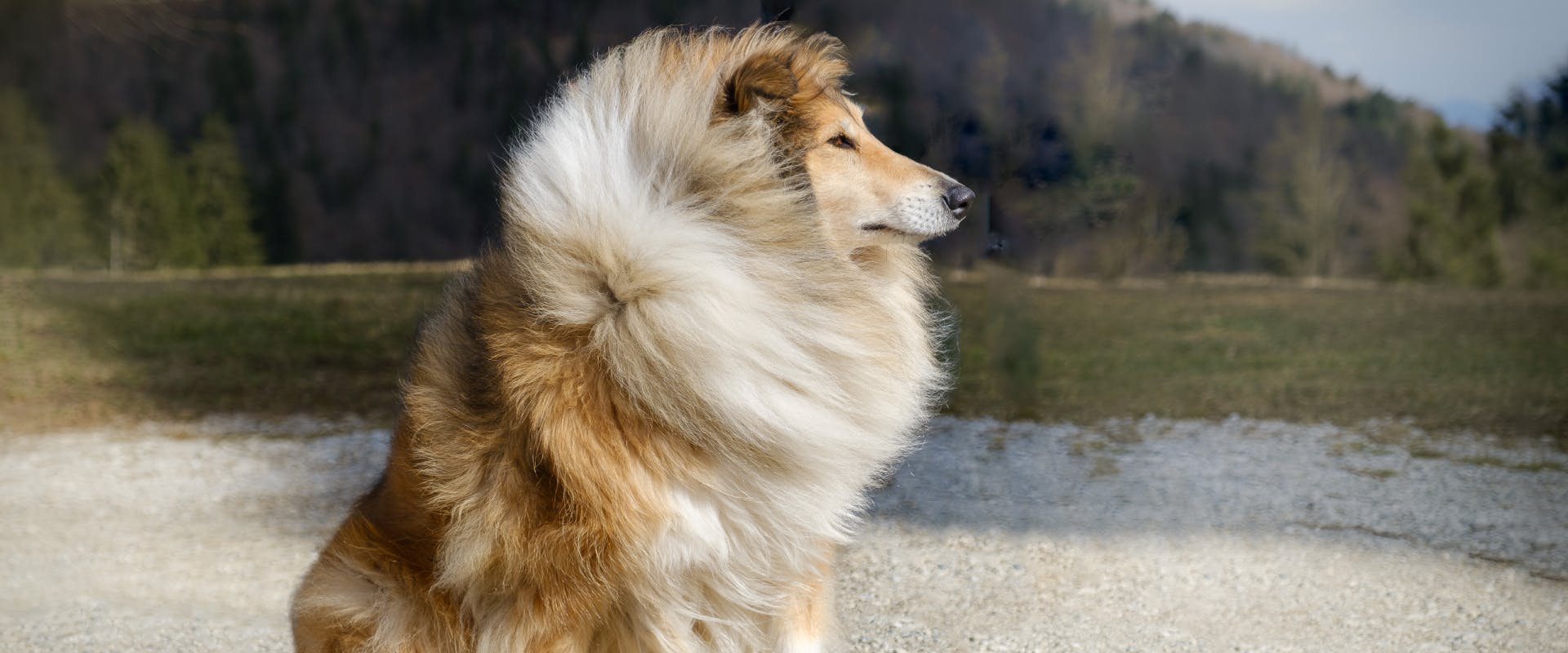 sable coated rough collie sitting next to a lake with wind blowing on its fur