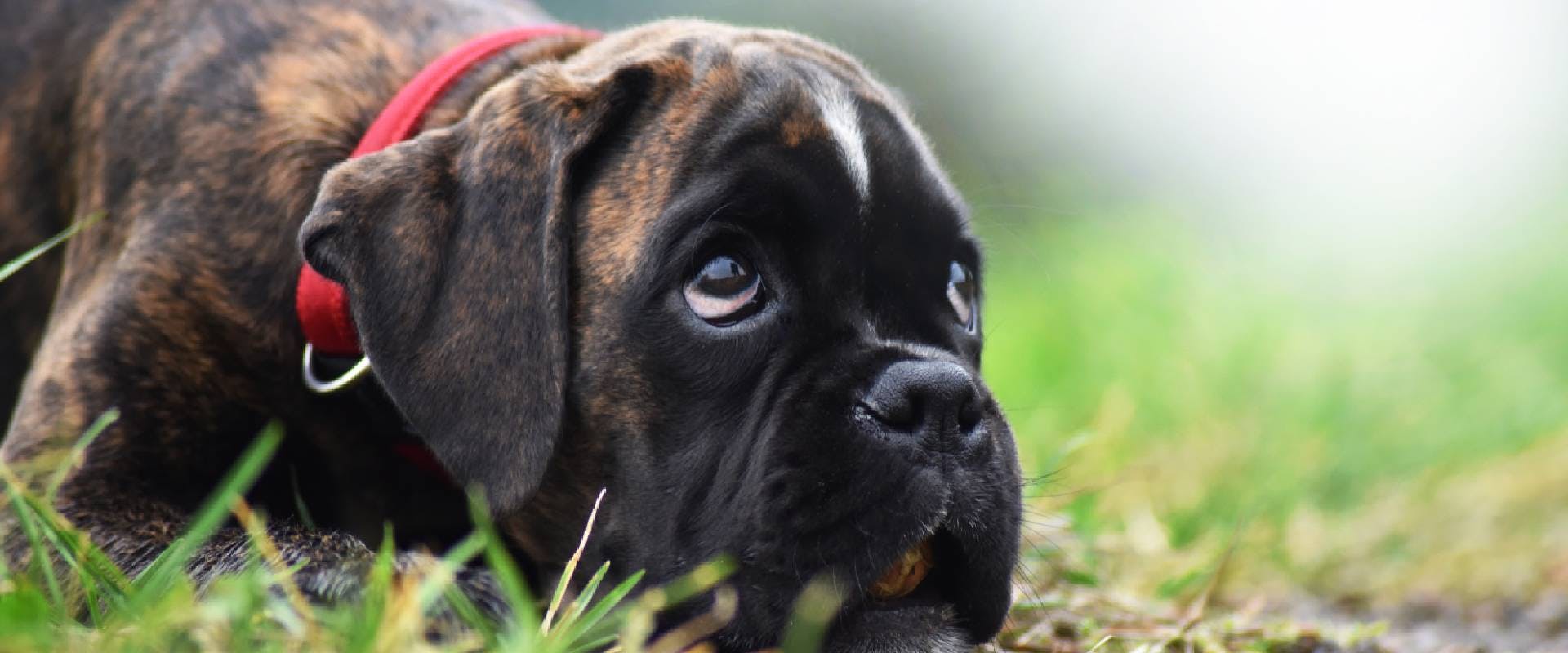 Boxer dog laying on grass and looking up