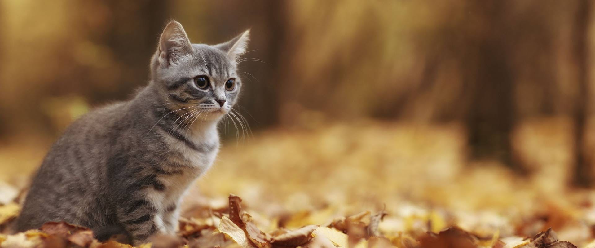 Kitten sitting amongst autumn leaves