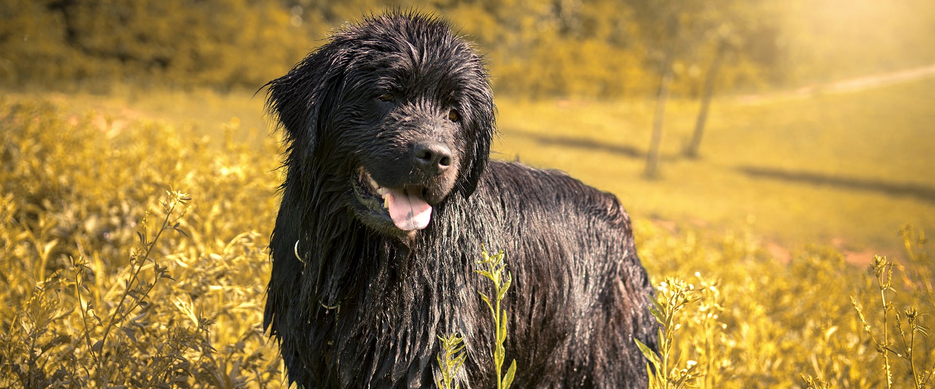 A wet Newfoundland dog, standing in a field