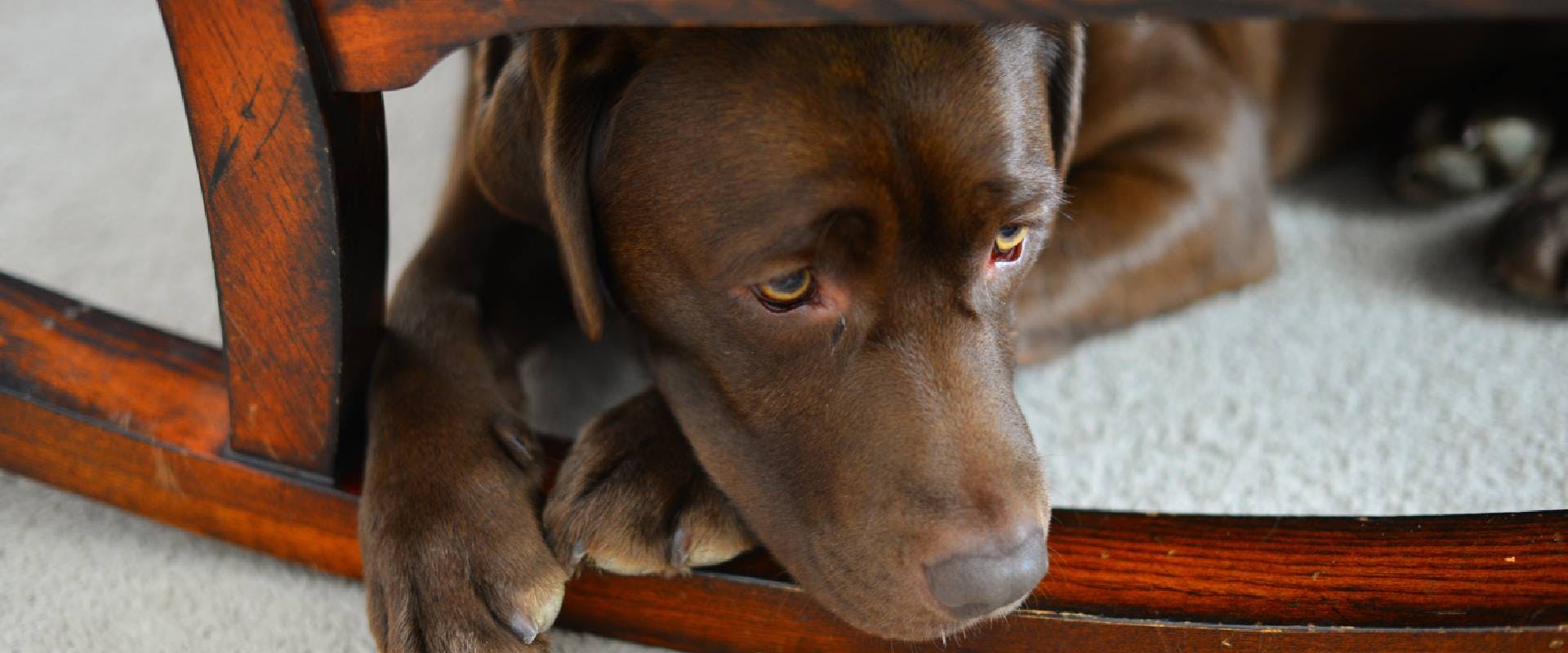 Chocolate Lab cowering under a chair