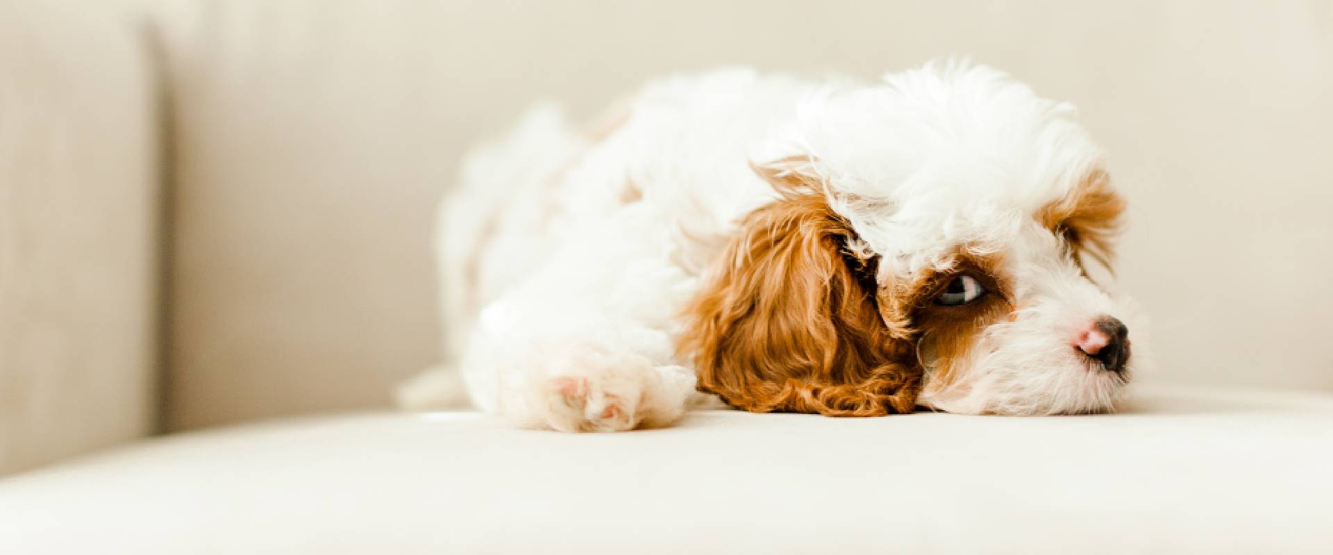 Cavapoo Breed Guide | TrustedHousesitters.com