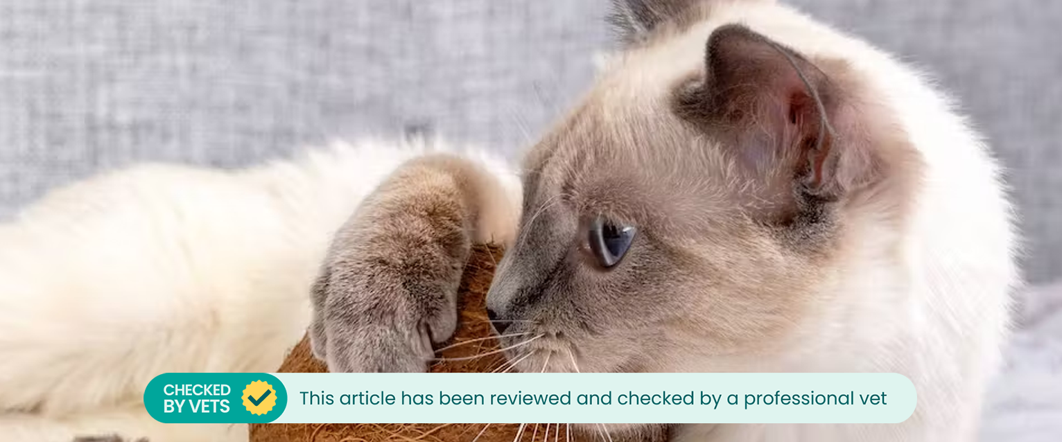 Cat playing with a coconut