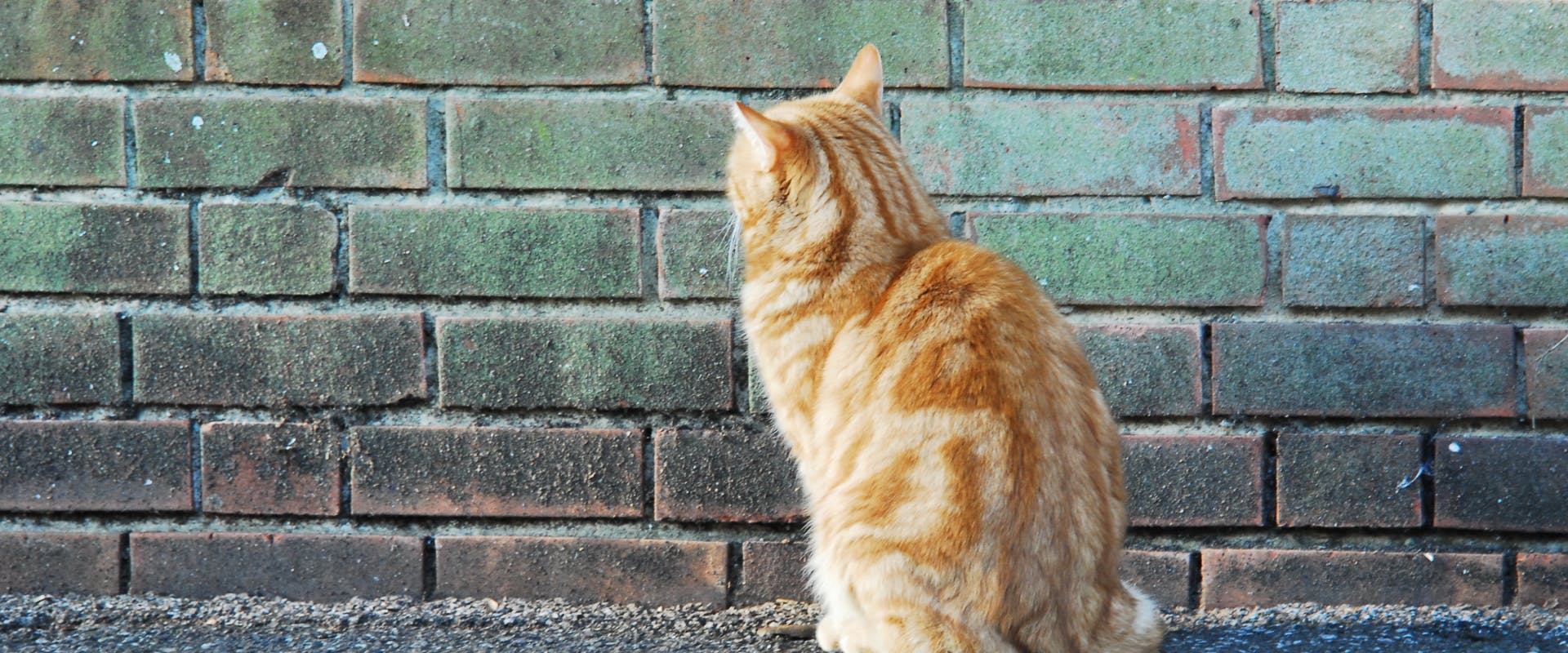 A ginger cat staring at a wall.