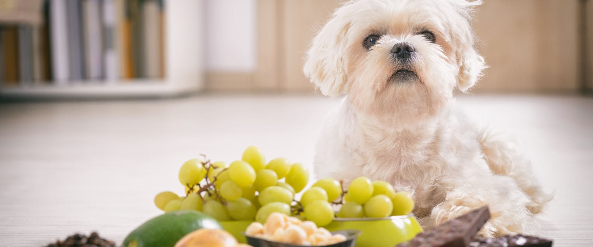 Small white dog sat at a table with avocado 