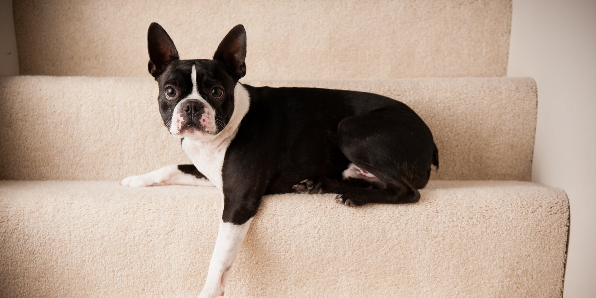 A Boston Terrier resting on some stairs indoors