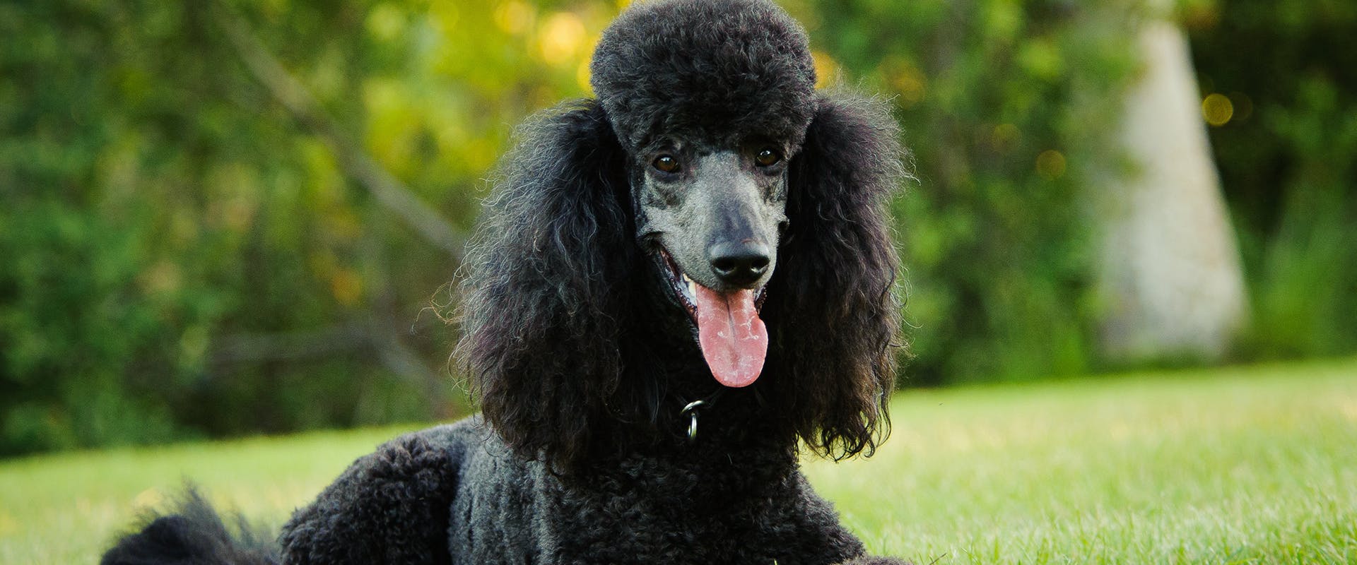 A black Poodle dog sitting in grass