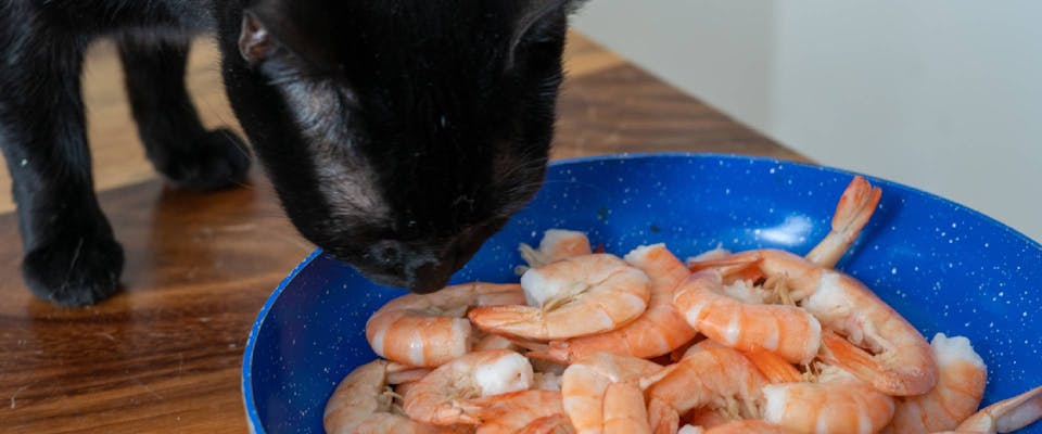 Can Cats Eat Shrimp TrustedHousesitters can-cats-eat-shrimp-trustedhousesitters