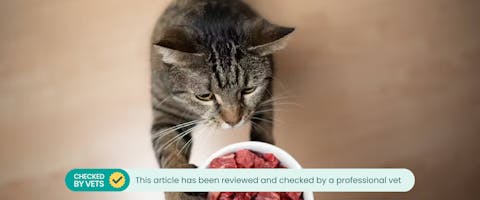 A cat clawing at a bowl of raw meat