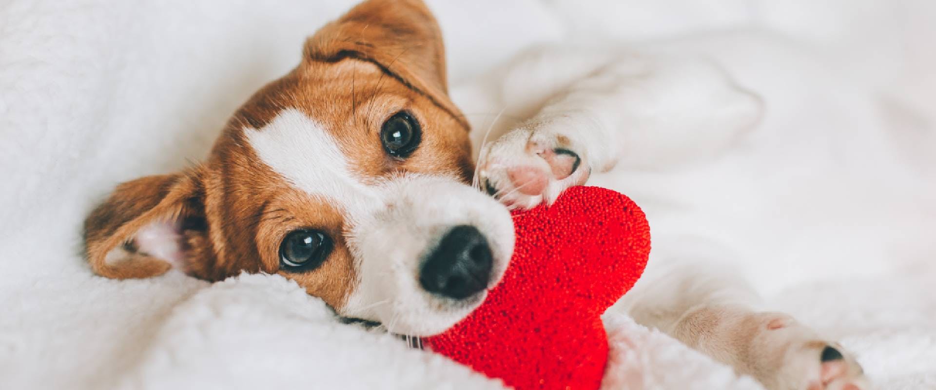 Jack Russell puppy holding a heart-shaped toy