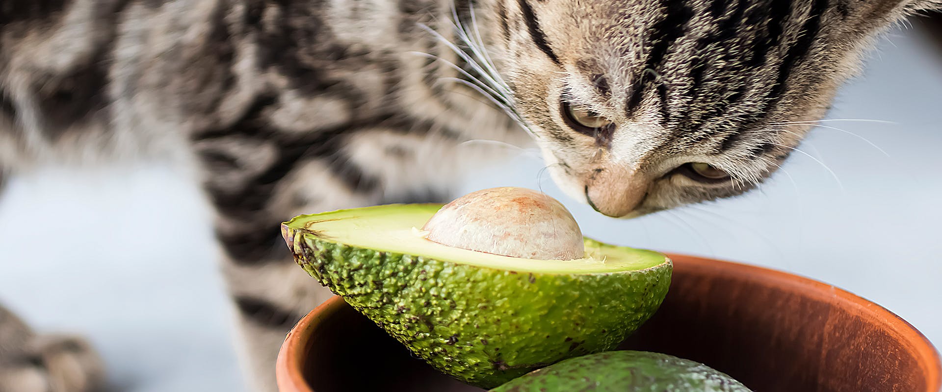 A small fluffy kitten sniffing at an avocado