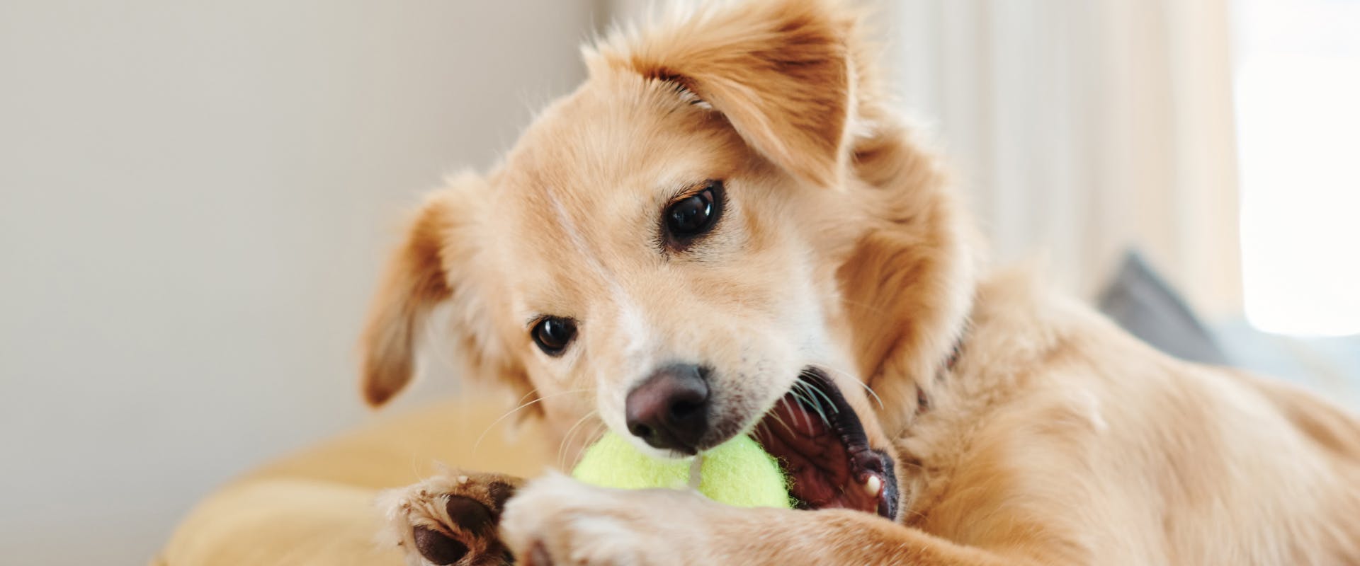 a puppy chewing on tennis ball to distract it whilst the dog is home alone