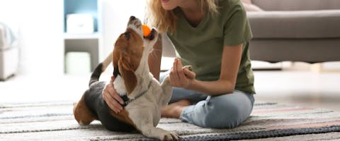 Person playing with a Beagle on a rug