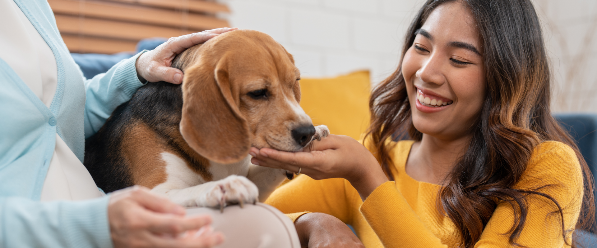 Preparing Your Home for Dog Sitting | TrustedHousesitters.com