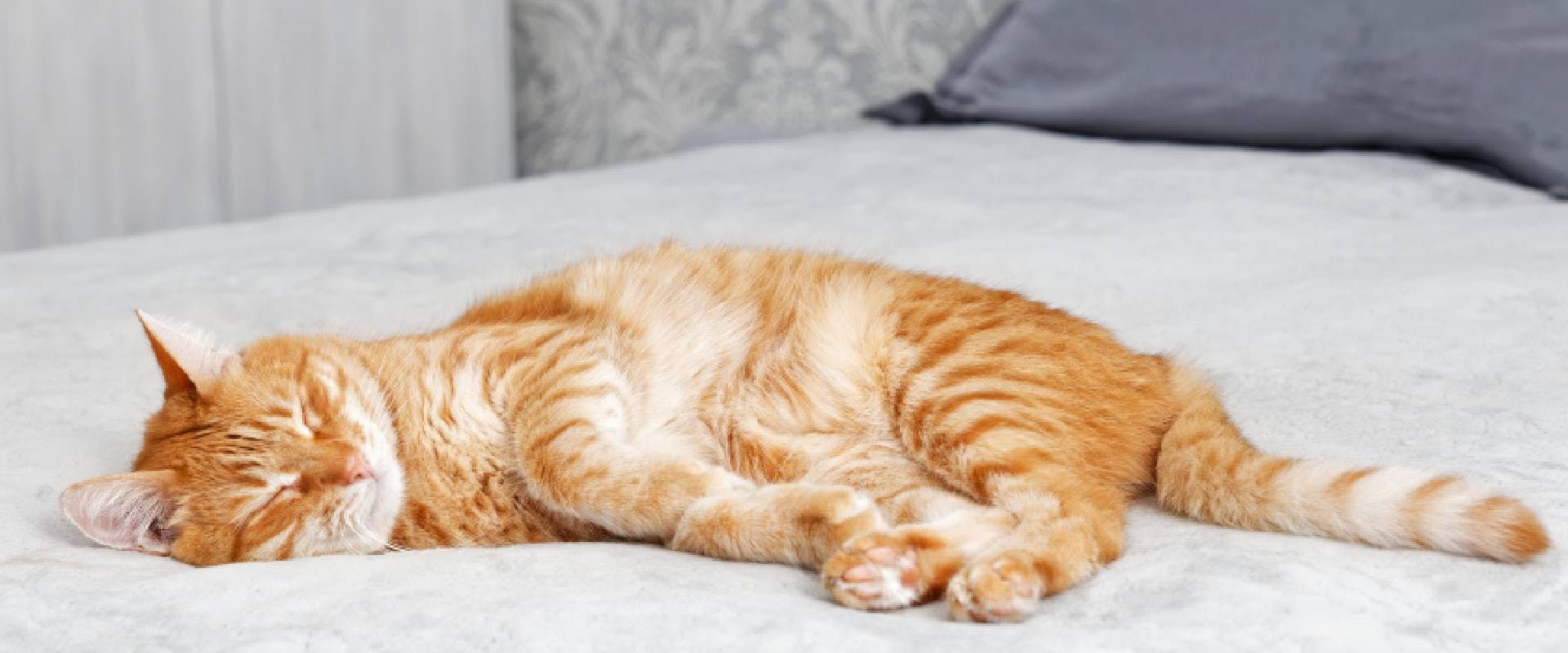 Ginger cat sleeping on a bed