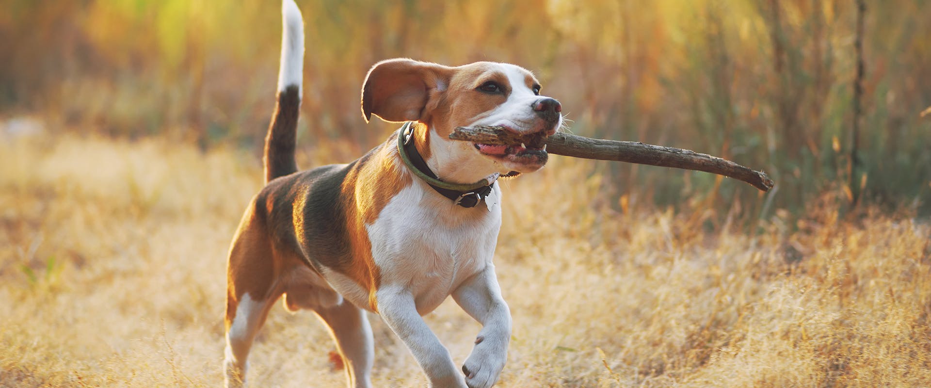 A Beagle dog running through a field with a large stick in his mouth