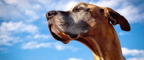 A majestic looking dog photographed from below, a bright blue sky in the background