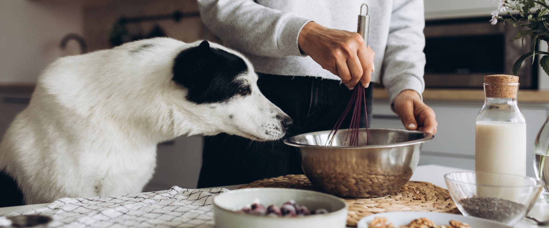 a white and black dog sniffing a a mixing bowl a human is using a whisk to stir the contents