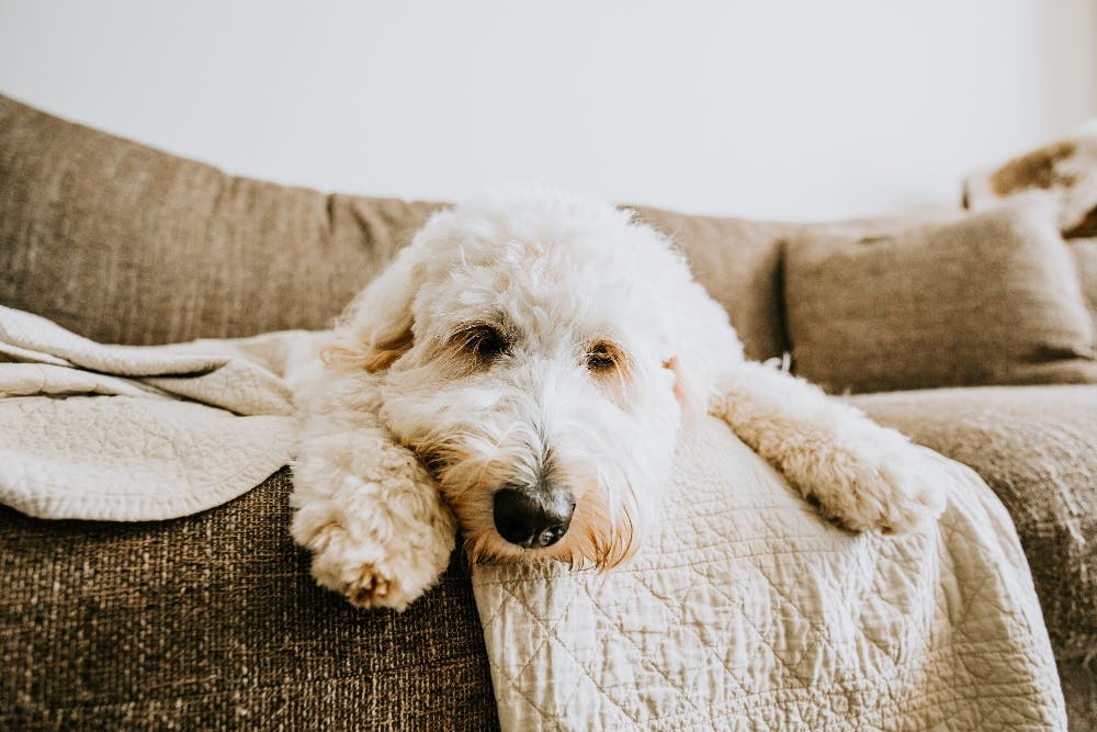 Goldendoodle relaxing on a sofa