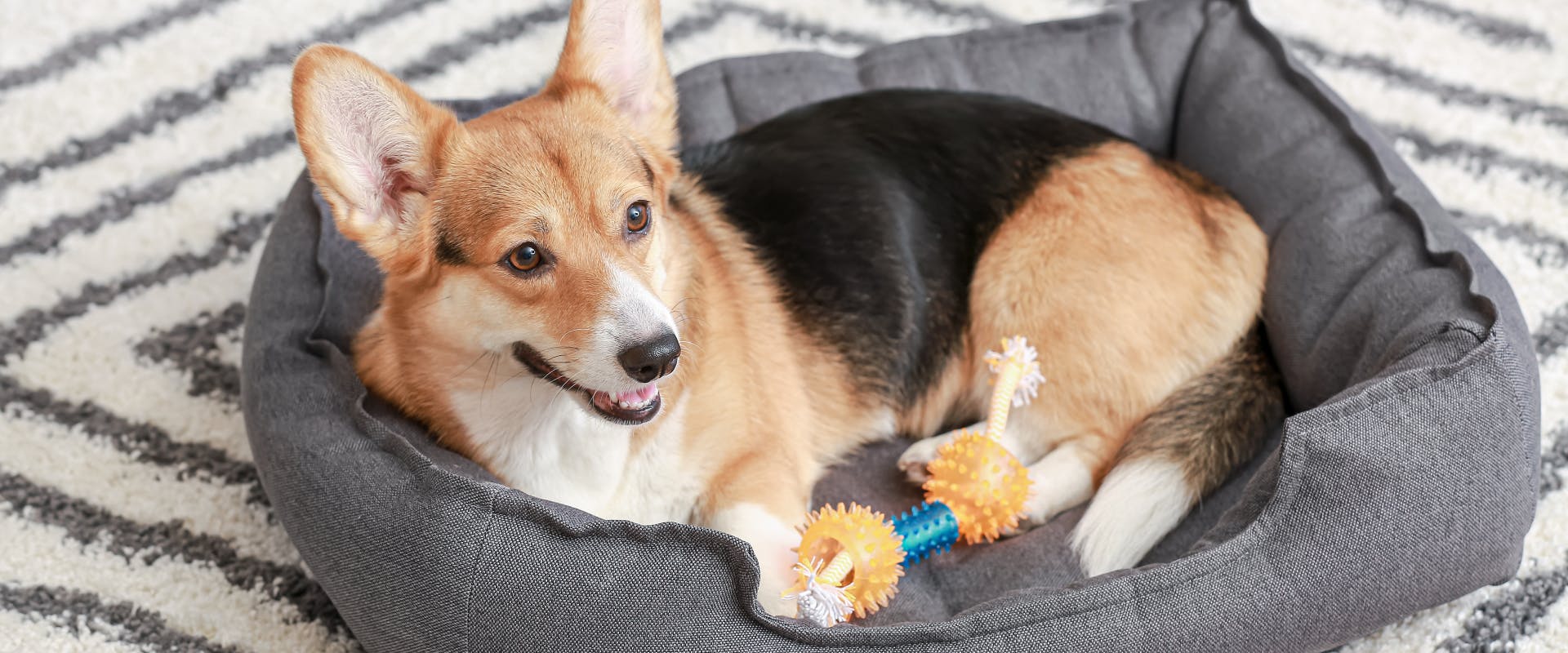 a dog puzzle toy for small dogs lies next to a corgi in a dog bed