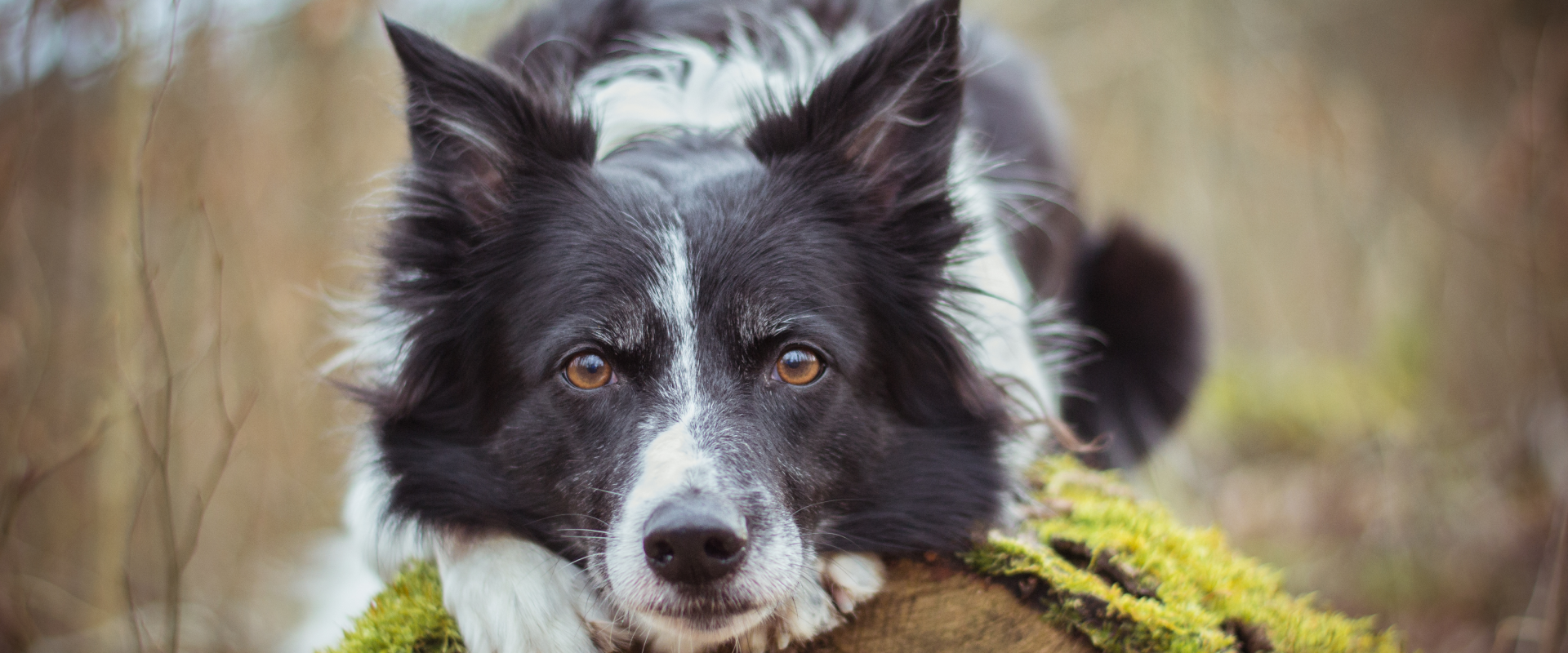 collie dog sitting on a log in a forest