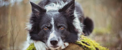 collie dog sitting on a log in a forest