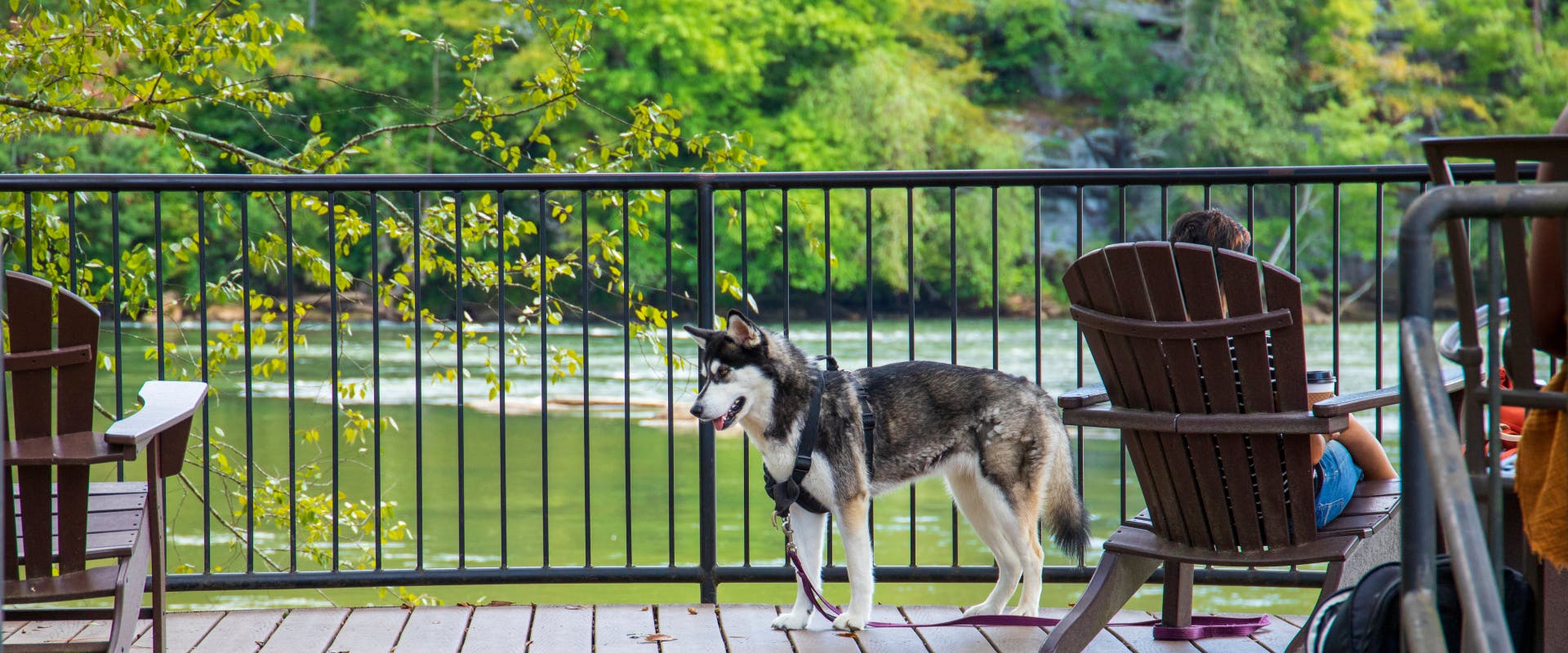 husky stood on an outdoor pet-friendly patio by a lake