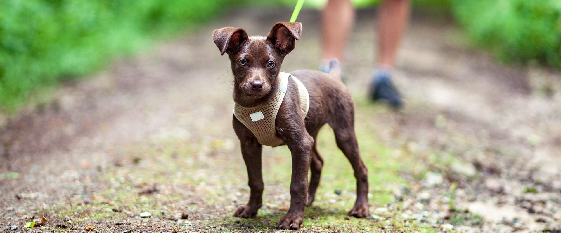A tiny brown puppy walking through a forest, wearing a small dog harness