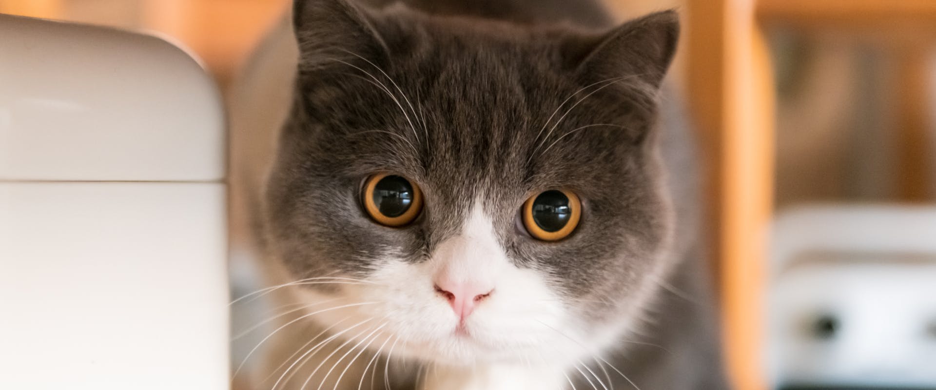 a gray and white scottish fold hiding under a table with diluted pupils ready to cat attack