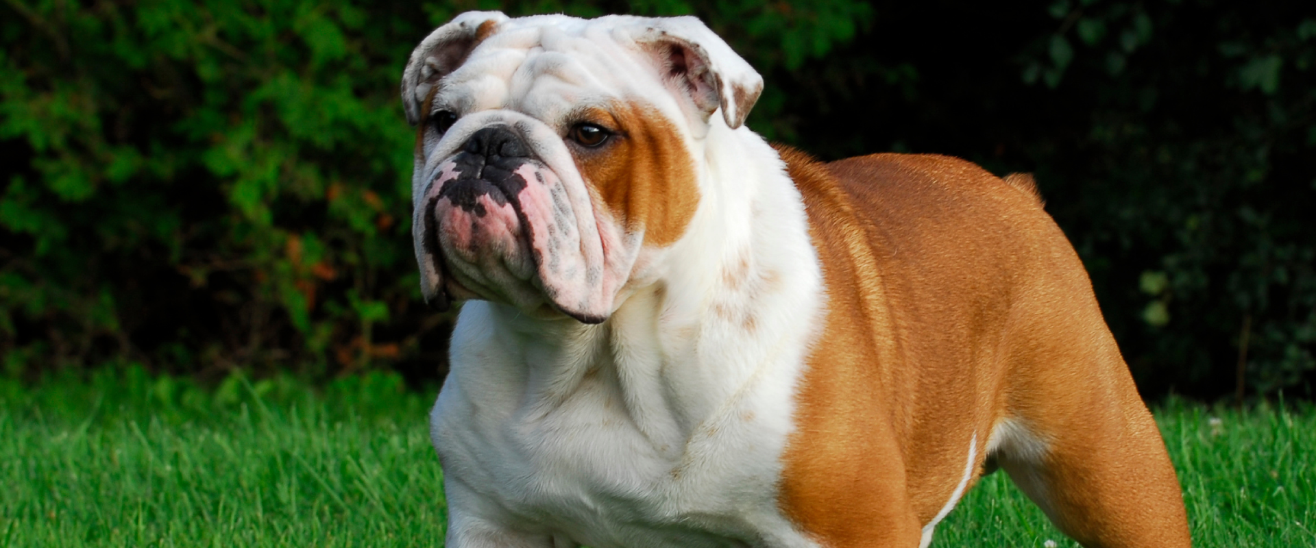 british bulldog standing in a grass park