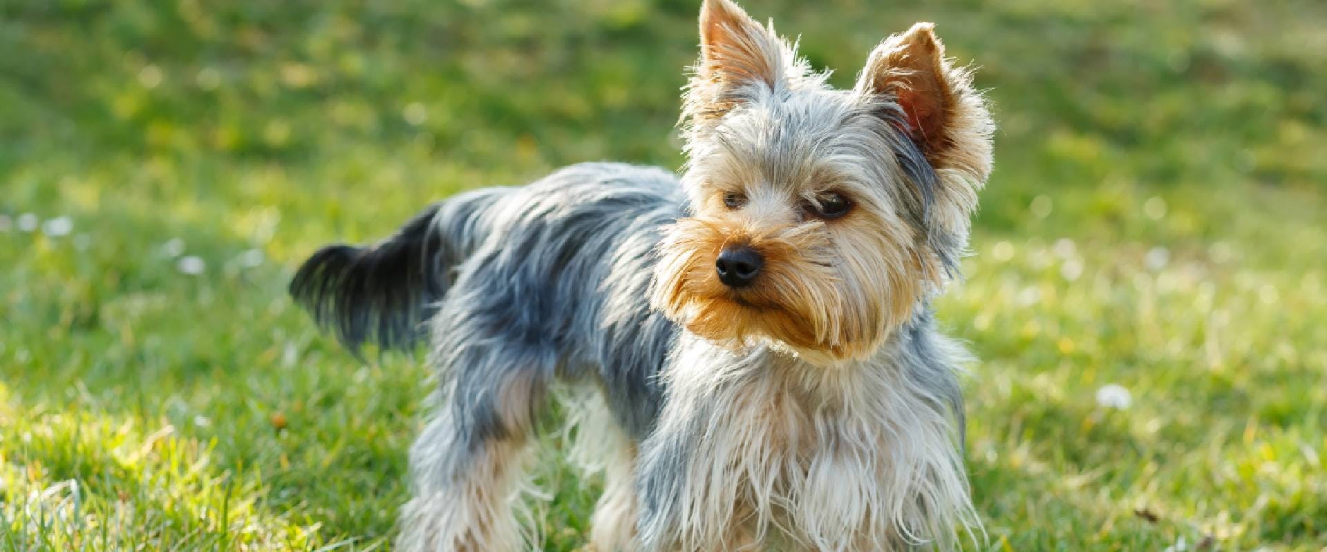 whats the difference between a yorkie and silky
