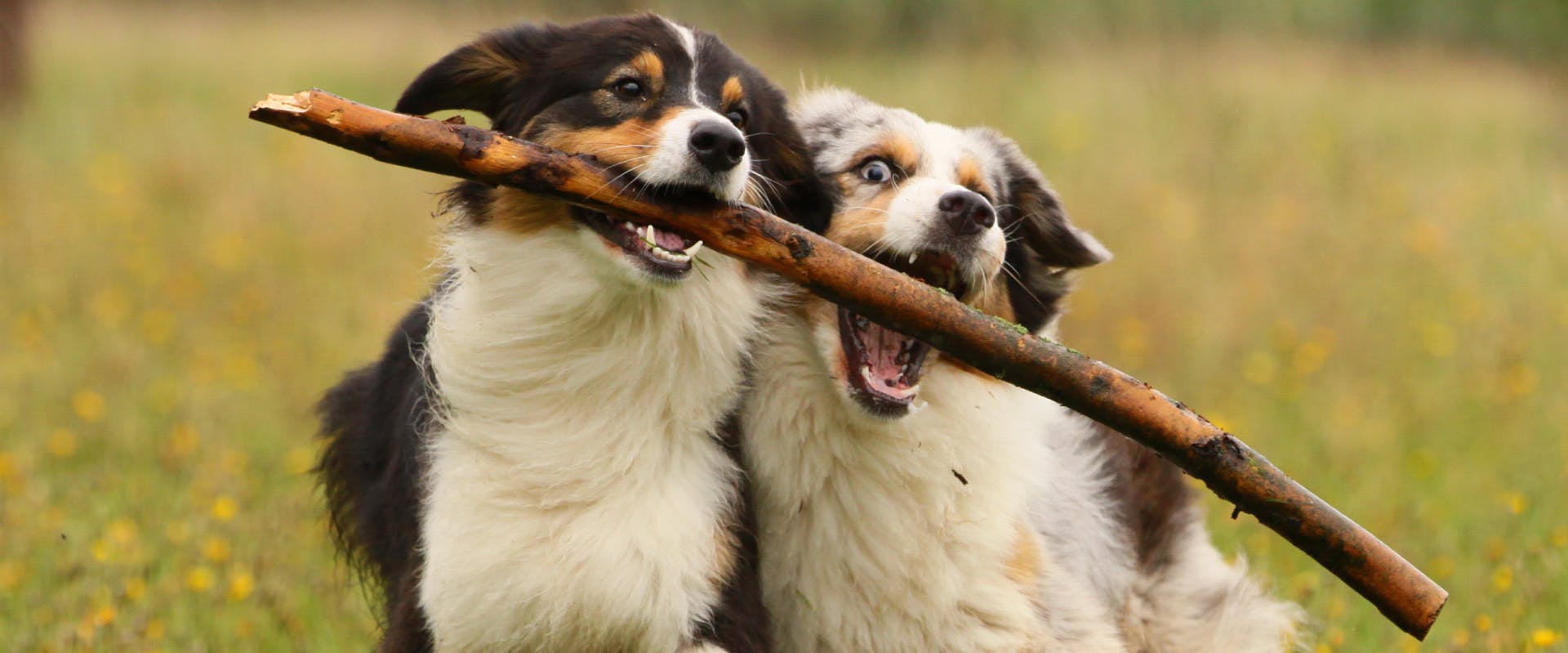 two dogs running through a field holding a big stick