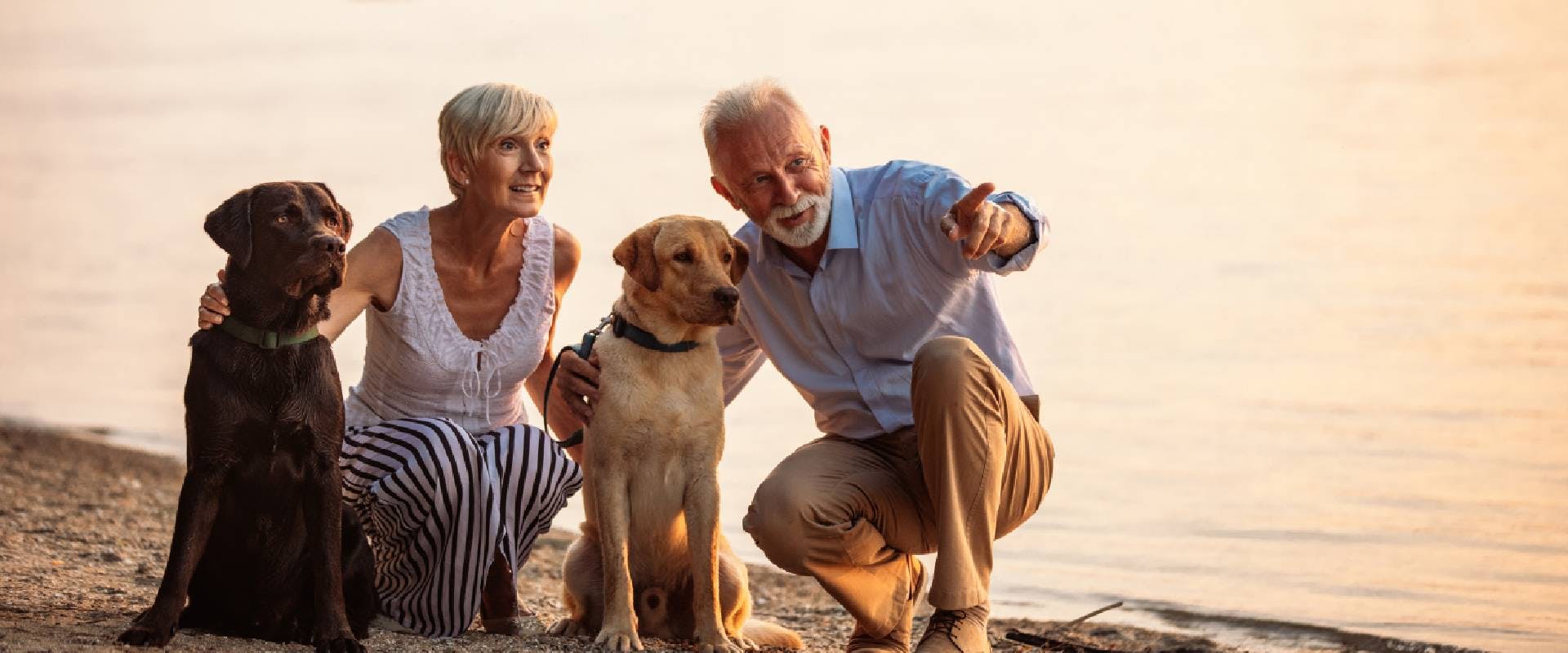 Senior couple on the beach with two Labradors