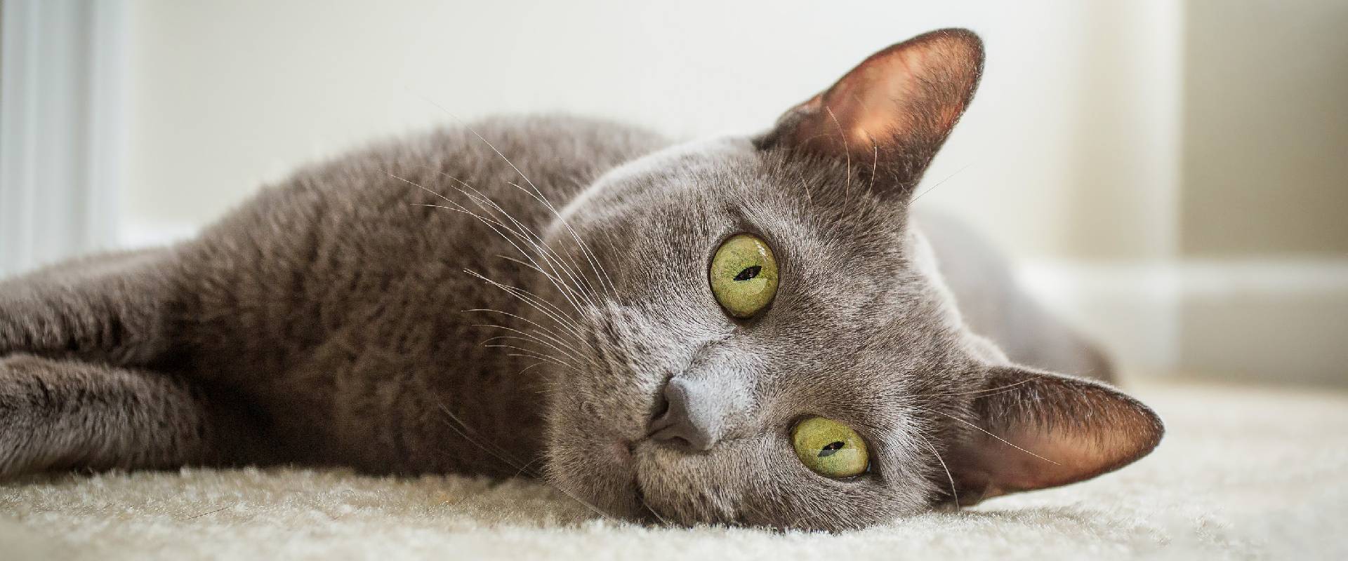 Gray Cat Breeds