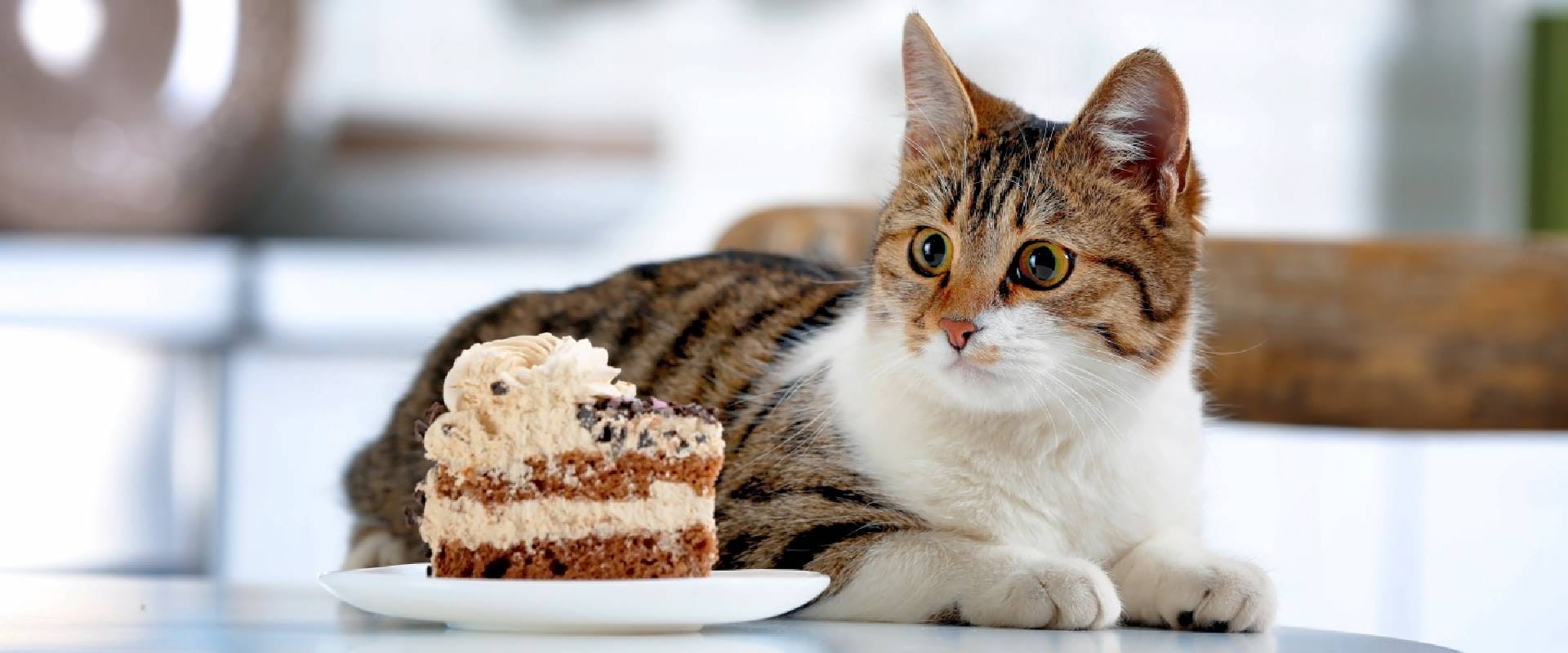 can cats eat dog cake