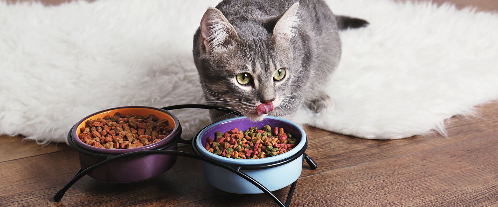 A cat eating from a food bowl, licking its lips