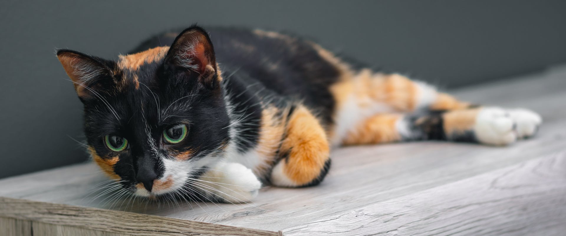 dark calico cat lying on a wooden table