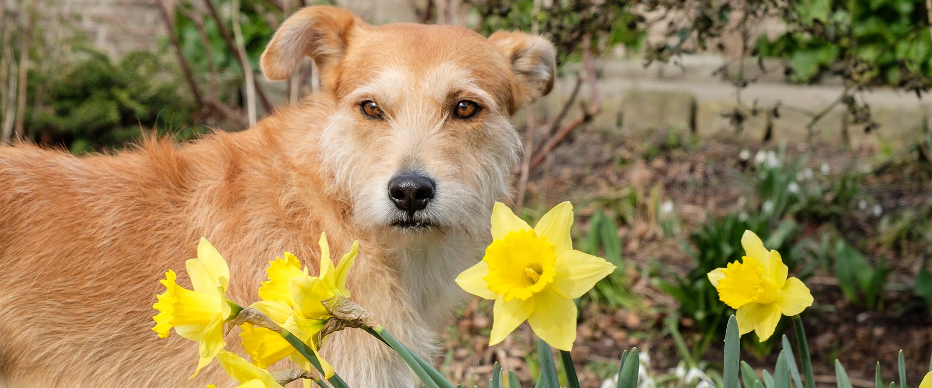 A dog standing outdoors next to a bunch of daffodils