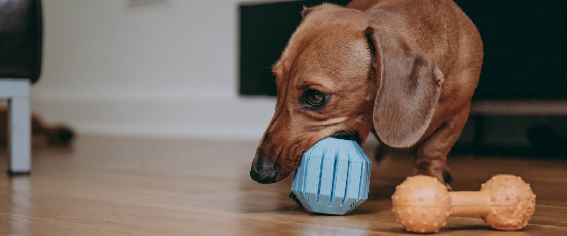 Dachshund playing with a stimulating dog toy