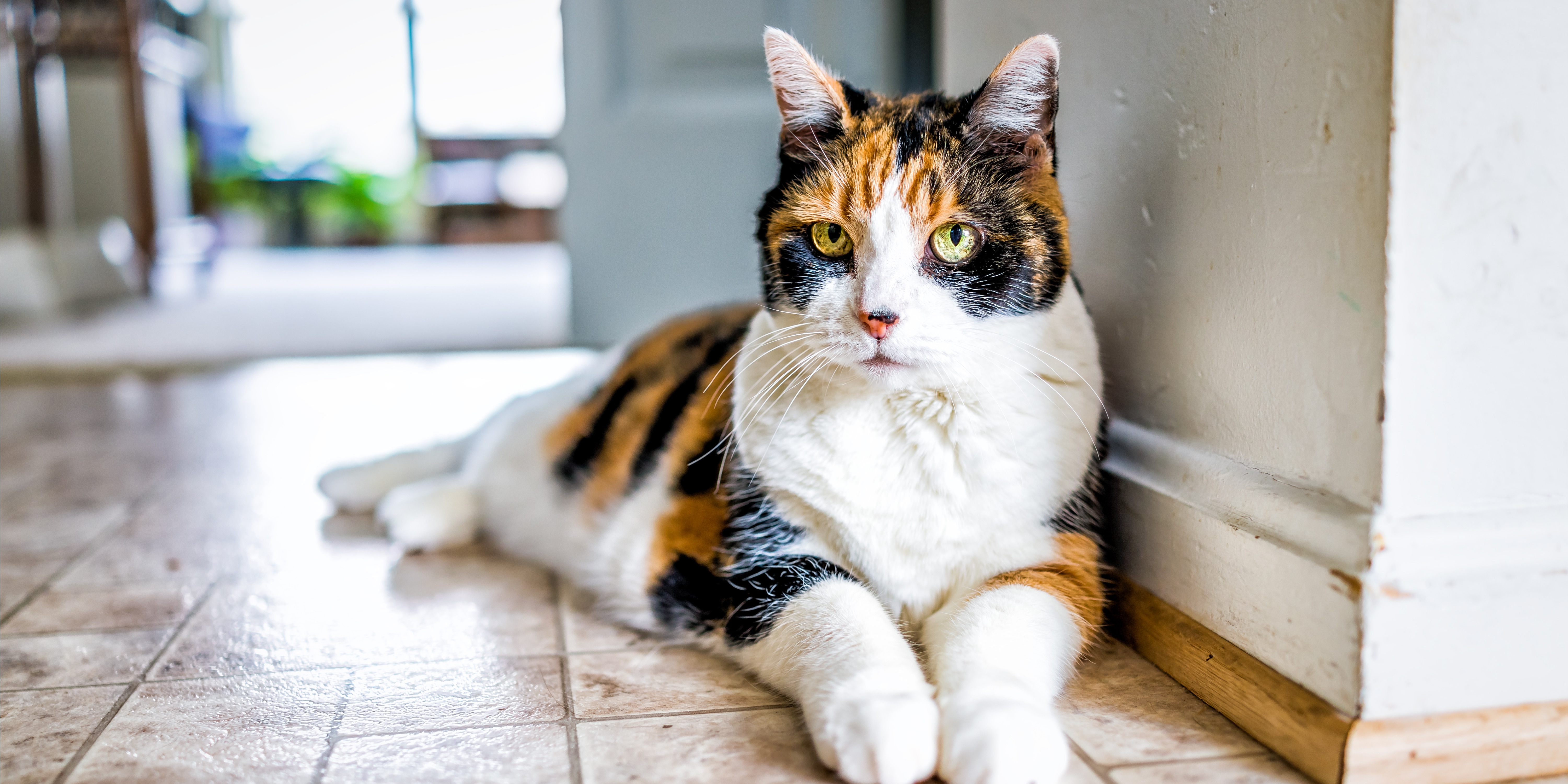 Calico cat lying down on the floor