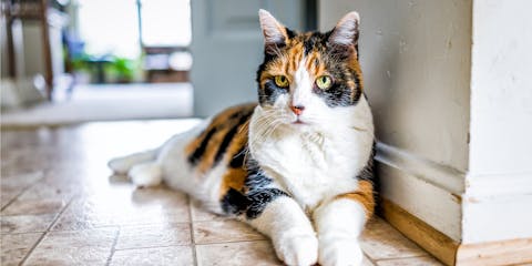 Calico cat lying down on the floor