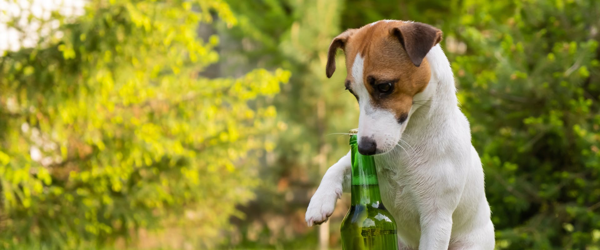 A dog with a beer.