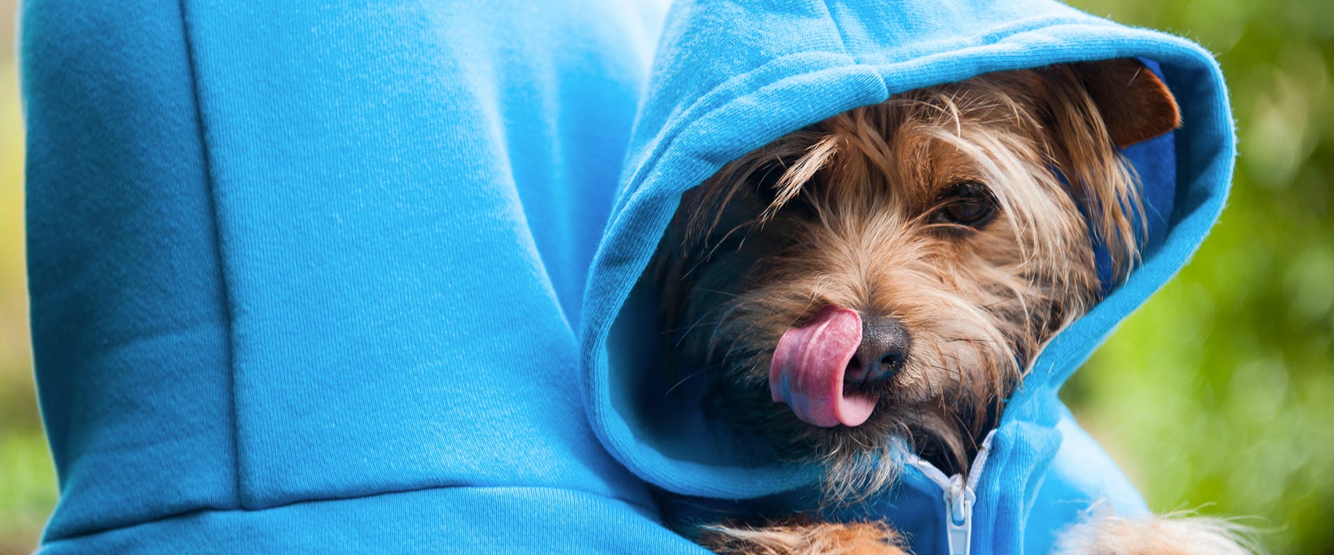 A person in a bright blue hoody holding a small Chorkie dog