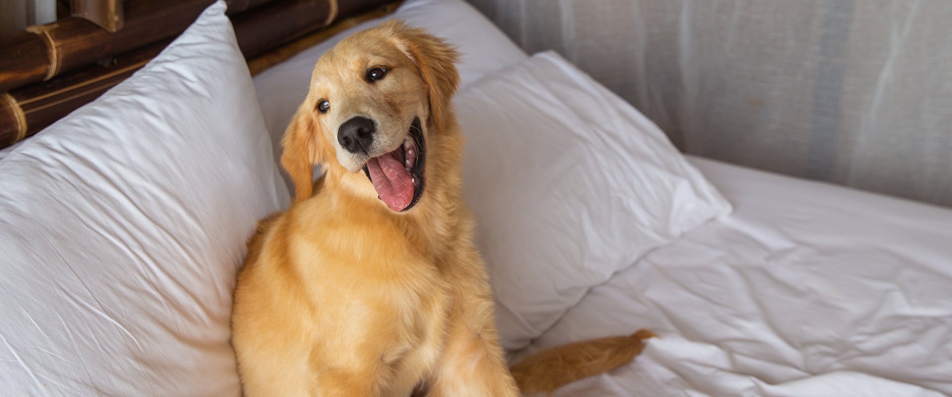 A happy Golden Retriever puppy sitting in an unmade bed