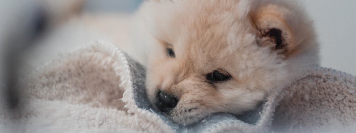 Small puppy chewing a blanket