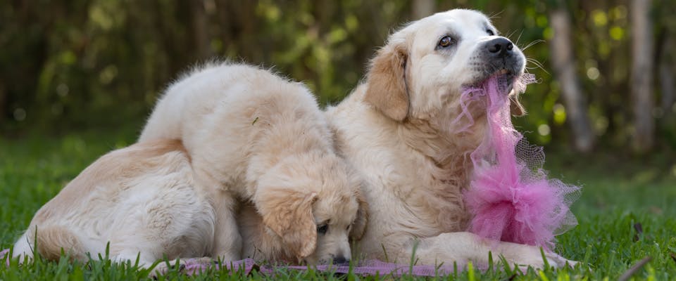 Two young dogs play with some pink netting.