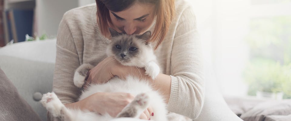 8 Fluffy Cat Breeds to Snuggle Up With
