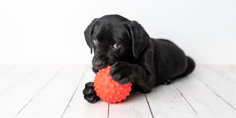 A black lab puppy with a red ball