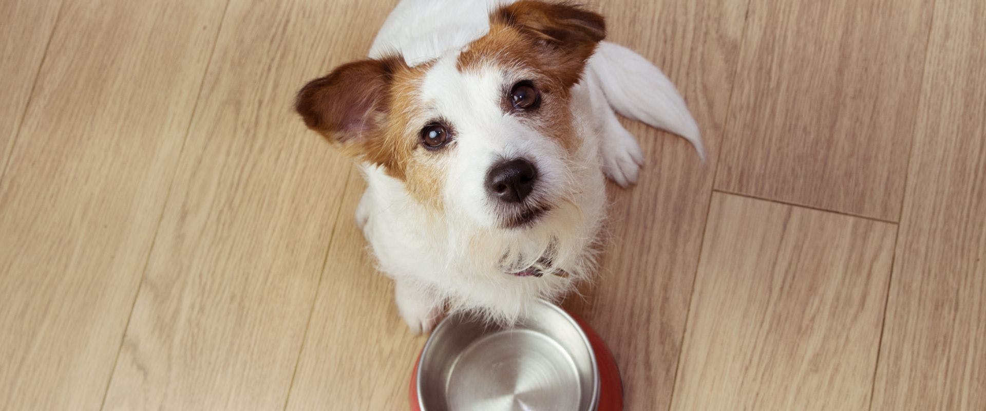 Long-haired Jack Russell waiting for food